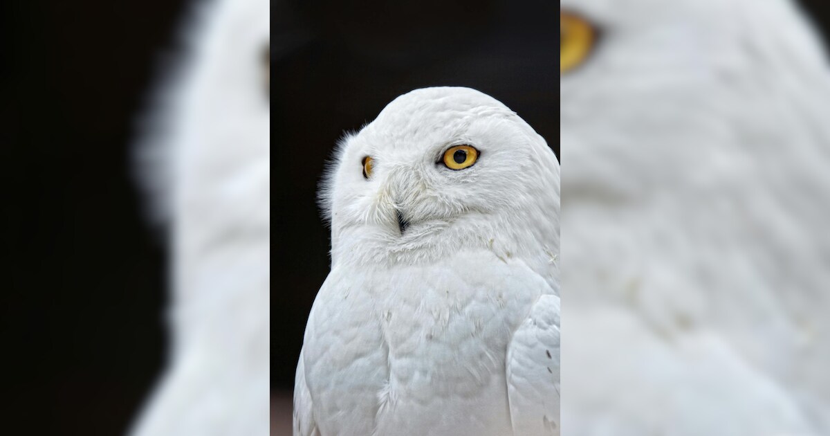 7 Unique Facts About Snowy Owl