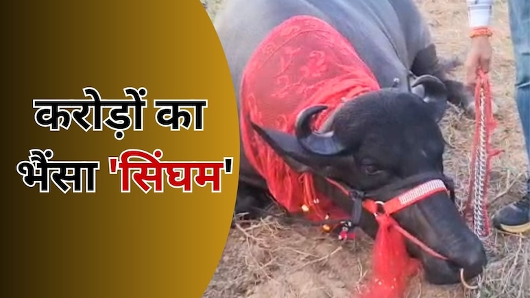 Rajasthan: करोड़ों के 'भीम' का बेटा 'सिंघम' बना स्टार, सीमन के एक ड्रॉप की कीमत सुन उड़ जाएंगे होश