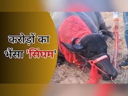 Rajasthan: करोड़ों के 'भीम' का बेटा 'सिंघम' बना स्टार, सीमन के एक ड्रॉप की कीमत सुन उड़ जाएंगे होश Rajasthan: करोड़ों के 'भीम' का बेटा 'सिंघम' बना स्टार, सीमन के एक ड्रॉप की कीमत सुन उड़ जाएंगे होश