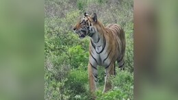 50 वनकर्मी, ड्रोन कैमरा, से राखी जा रही निगरानी; ग्रामीण इलाकों में पहुंचा बाघिन टी-107 सुल्ताना का बेटा&nbsp;