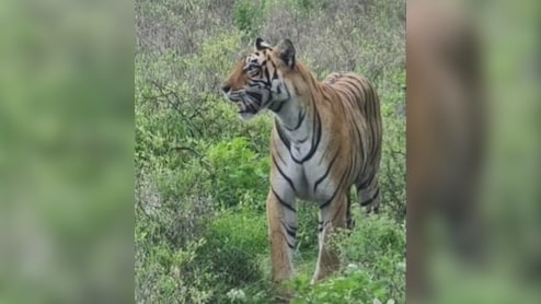50 वनकर्मी, ड्रोन कैमरा, से राखी जा रही निगरानी; ग्रामीण इलाकों में पहुंचा बाघिन टी-107 सुल्ताना का बेटा 