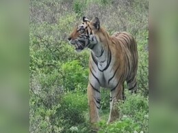 50 वनकर्मी, ड्रोन कैमरा, से राखी जा रही निगरानी; ग्रामीण इलाकों में पहुंचा बाघिन टी-107 सुल्ताना का बेटा  50 वनकर्मी, ड्रोन कैमरा, से राखी जा रही निगरानी; ग्रामीण इलाकों में पहुंचा बाघिन टी-107 सुल्ताना का बेटा