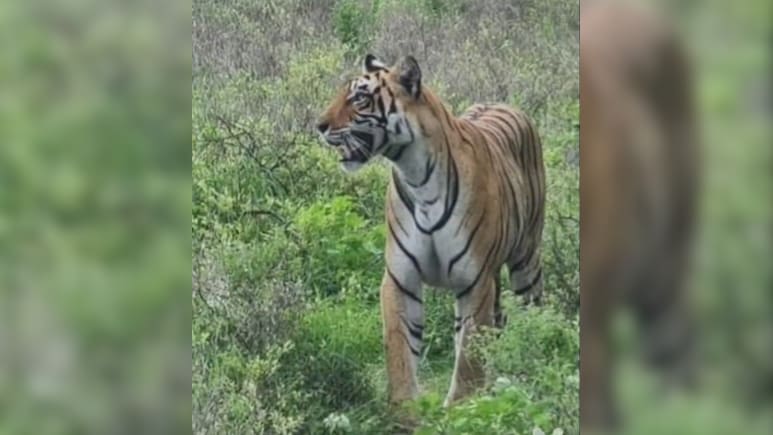 50 वनकर्मी, ड्रोन कैमरा, से राखी जा रही निगरानी; ग्रामीण इलाकों में पहुंचा बाघिन टी-107 सुल्ताना का बेटा 50 वनकर्मी, ड्रोन कैमरा, से राखी जा रही निगरानी; ग्रामीण इलाकों में पहुंचा बाघिन टी-107 सुल्ताना का बेटा