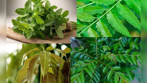 इन पत्तों को सिर्फ 1 महीने चबा कर खा लें,  पेट की चर्बी पिघल कर निकल जाएगी बाहर