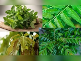 इन पत्तों को सिर्फ 1 महीने चबा कर खा लें,  पेट की चर्बी पिघल कर निकल जाएगी बाहर इन पत्तों को सिर्फ 1 महीने चबा कर खा लें,  पेट की चर्बी पिघल कर निकल जाएगी बाहर