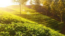 Kerala's Munnar Joins Elite List Of Asia's Best Rural Escapes 2025: Report