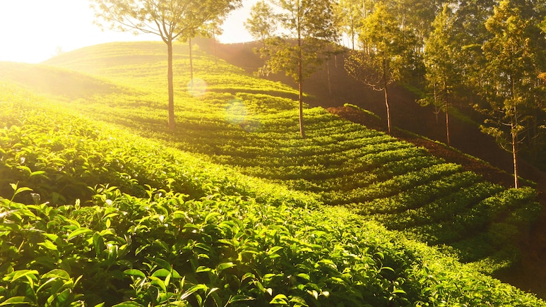 Kerala's Munnar Joins Elite List Of Asia's Best Rural Escapes 2025: Report