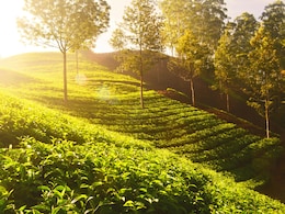 Kerala's Munnar Joins Elite List Of Asia's Best Rural Escapes 2025: Report Kerala's Munnar Joins Elite List Of Asia's Best Rural Escapes 2025: Report