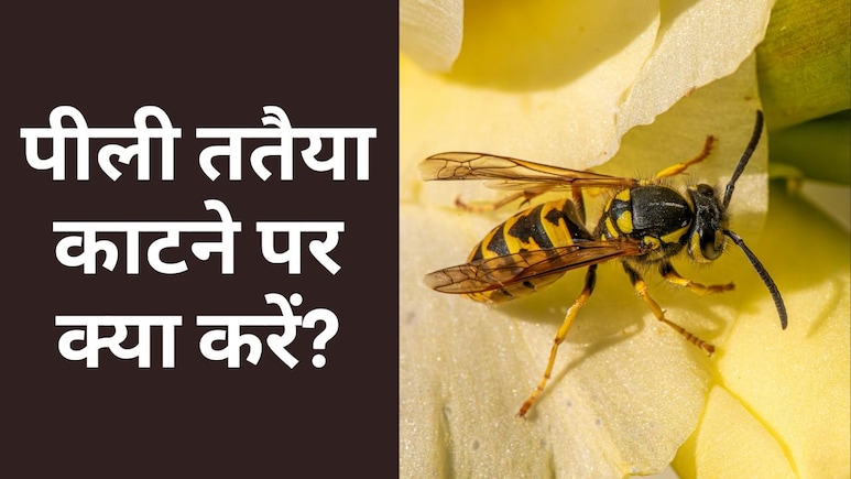 पीली ततैया ने काट लिया तो करें ये घरेलू इलाज, जानें पीली ततैया भगाने का उपाय
