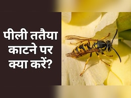 पीली ततैया ने काट लिया तो करें ये घरेलू इलाज, जानें पीली ततैया भगाने का उपाय पीली ततैया ने काट लिया तो करें ये घरेलू इलाज, जानें पीली ततैया भगाने का उपाय