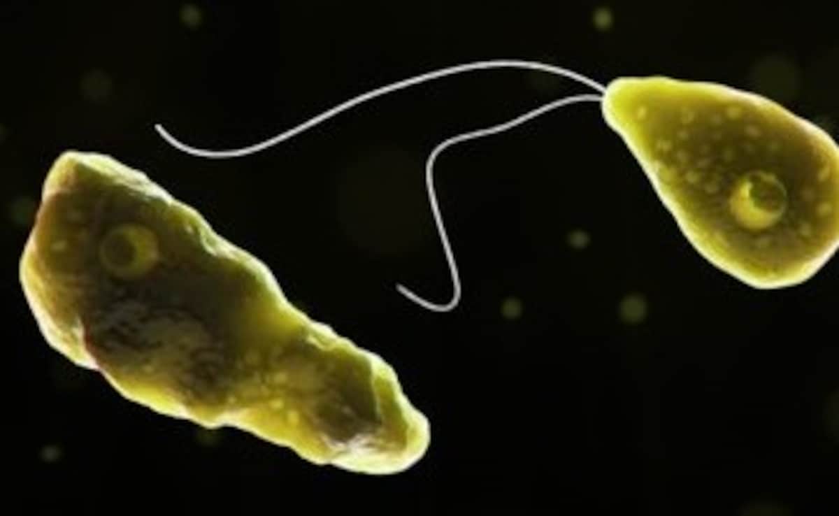 Karnataka Issues Advisory On 'Brain-Eating Amoeba' For Sabarimala Pilgrims