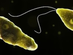 Karnataka Issues Advisory On &#039;Brain-Eating Amoeba&#039; For Sabarimala Pilgrims