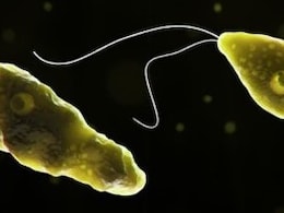 Karnataka Issues Advisory On 'Brain-Eating Amoeba' For Sabarimala Pilgrims