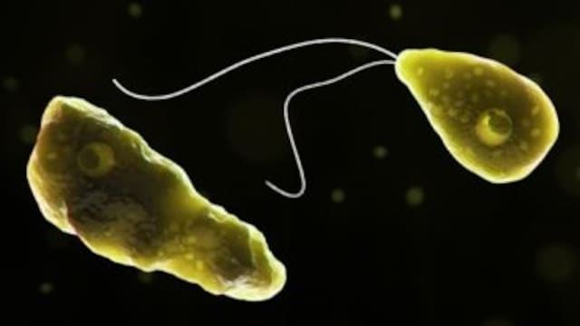 Rising Global Threat Of Brain Eating Amoeba Linked To Climate Change: Study