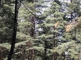 पहाड़ों को बचाने के लिए कितना जरूरी है जंगलों को सहेजा जाना पहाड़ों को बचाने के लिए कितना जरूरी है जंगलों को सहेजा जाना