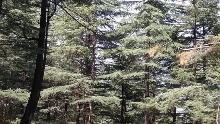 पहाड़ों को बचाने के लिए कितना जरूरी है जंगलों को सहेजा जाना पहाड़ों को बचाने के लिए कितना जरूरी है जंगलों को सहेजा जाना