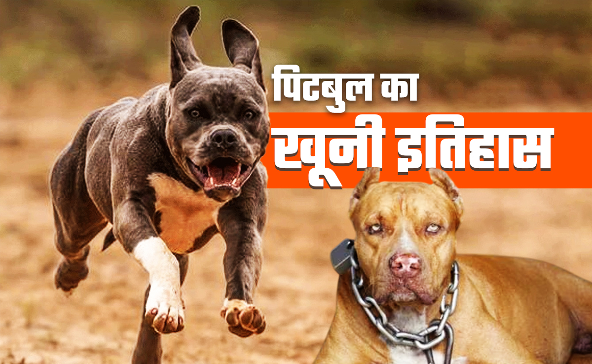 पिटबुल का खूनी इतिहास, इंलैंड में कुत्‍तों से खेला जाता था खूनी खेल