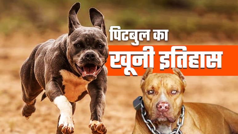 पिटबुल का खूनी इतिहास, इंलैंड में कुत्तों से खेला जाता था खूनी खेल पिटबुल का खूनी इतिहास, इंलैंड में कुत्तों से खेला जाता था खूनी खेल