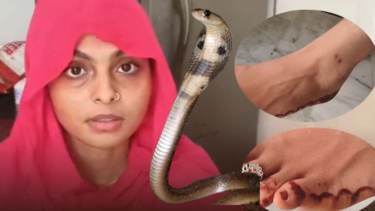 सांप बना जानी दुश्मन, महिला को 6 महीने में 8 बार काटा, वो बोली- 9 से 2 बजे के बीच ही करता है हमला सांप बना जानी दुश्मन, महिला को 6 महीने में 8 बार काटा, वो बोली- 9 से 2 बजे के बीच ही करता है हमला