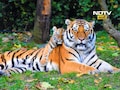 Tadoba News: ताडोबात वाघोबाला बघणे महागले, टायगर सफारीसाठी आता द्यावे लागणार...
