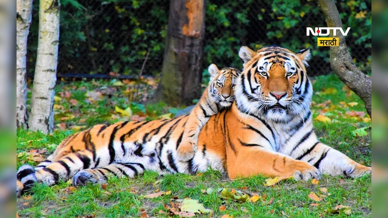 Tadoba News: ताडोबात वाघोबाला बघणे महागले, टायगर सफारीसाठी आता द्यावे लागणार...