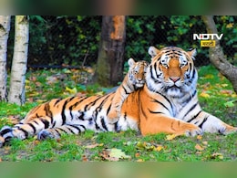 Tadoba News: ताडोबात वाघोबाला बघणे महागले, टायगर सफारीसाठी आता द्यावे लागणार... Tadoba News: ताडोबात वाघोबाला बघणे महागले, टायगर सफारीसाठी आता द्यावे लागणार...