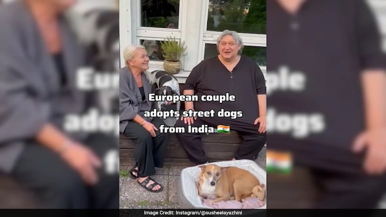 Watch: Finnish Couple Adopts Two Indian Street Dogs, Heartwarming Video Viral Watch: Finnish Couple Adopts Two Indian Street Dogs, Heartwarming Video Viral