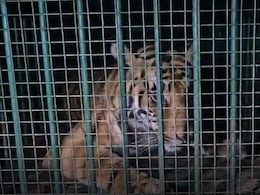 आख़िर पकड़ी गई सीतापुर की आदमख़ोर बाघिन, पिंजरे के जानवर का भी कर लेती थी शिकार 