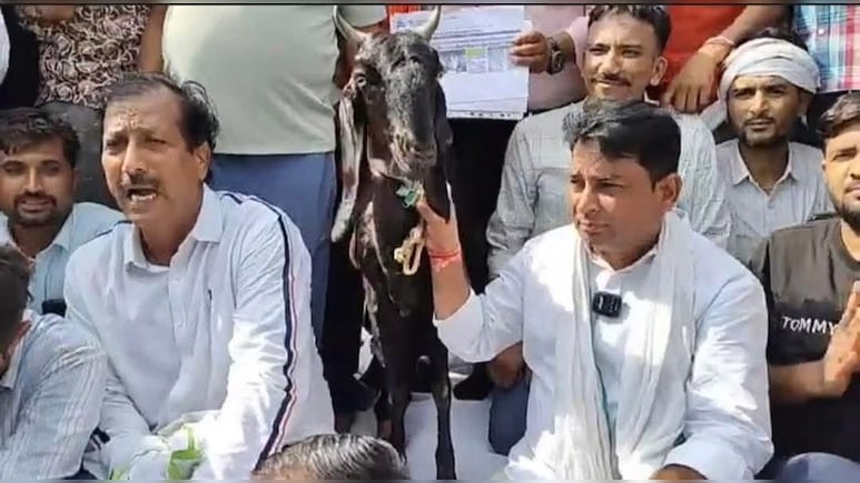 Rajasthan Politics: सरकार के गले की फांस बनीं नरेश मीणा के साथ अनशन में शामिल बकरियां, जानें पूरा मामला