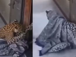 Trending News: कसलं ते डेरिंग! महिलेने बिबट्याला दोरीने बांधलं, चादर टाकून घराबाहेर... खतरनाक VIDEO व्हायरल Trending News: कसलं ते डेरिंग! महिलेने बिबट्याला दोरीने बांधलं, चादर टाकून घराबाहेर... खतरनाक VIDEO व्हायरल