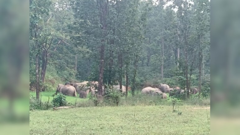 बालोद-रायगढ़ में हाथियों का आतंक ! सड़कों पर खौफ, इन 19 गांवों में अलर्ट बालोद-रायगढ़ में हाथियों का आतंक ! सड़कों पर खौफ, इन 19 गांवों में अलर्ट