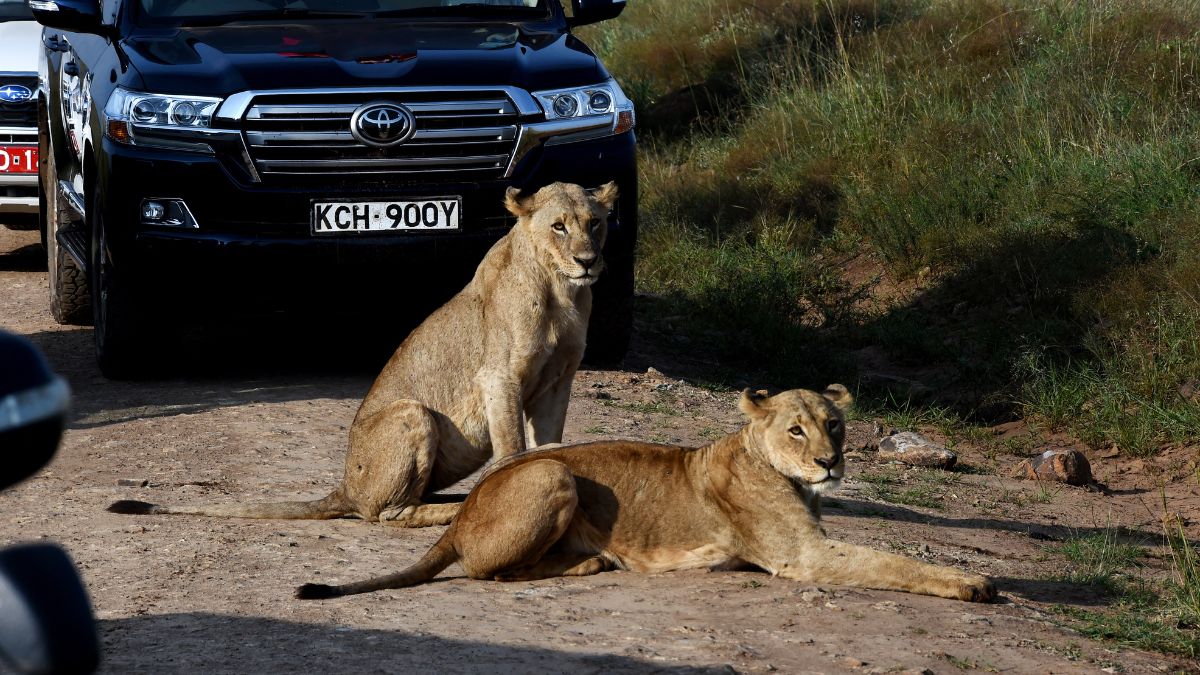Uber Kicks Off Wildlife Safari Rides In Kenya For Rs 17,000 A Day