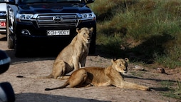 Uber Kicks Off Wildlife Safari Rides In Kenya For Rs 17,000 A Day