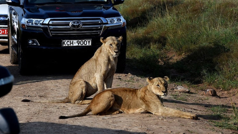 Uber Kicks Off Wildlife Safari Rides In Kenya For Rs 17,000 A Day