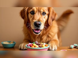 आपके कुत्ते के लिए जहर की तरह हैं ये चीजें, कहीं आप भी तो नहीं कर रहे गलती?