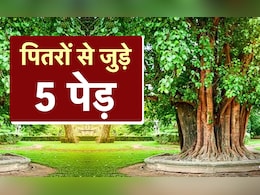 Pitru Paksha 2025 Plants: पितृपक्ष में इन 5 पौधों को लगाने से दूर होगा पितृदोष और बरसेगा पितरों का आशीर्वाद Pitru Paksha 2025 Plants: पितृपक्ष में इन 5 पौधों को लगाने से दूर होगा पितृदोष और बरसेगा पितरों का आशीर्वाद