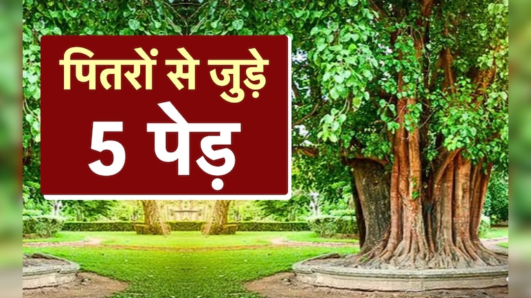 Pitru Paksha 2025 Plants: पितृपक्ष में इन 5 पौधों को लगाने से दूर होगा पितृदोष और बरसेगा पितरों का आशीर्वाद Pitru Paksha 2025 Plants: पितृपक्ष में इन 5 पौधों को लगाने से दूर होगा पितृदोष और बरसेगा पितरों का आशीर्वाद