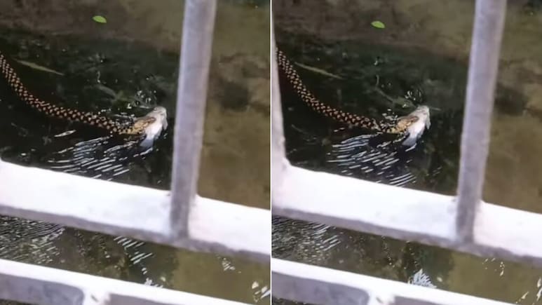 मुंह में मछली दबाए पानी में तैरता दिखा सांप, वायरल Video देख यूजर्स ने लिए मज़े, बोले- Snake को Snack मिल गया