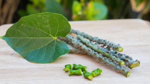 गिलोय: त्वचा की खोई चमक लौटाने का आयुर्वेदिक चमत्कार,  स्किन को रखेगा हाइड्रेट और हेल्दी