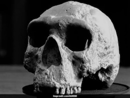 Million-Year-Old Skull Could Change Human Evolution Timeline: Study Million-Year-Old Skull Could Change Human Evolution Timeline: Study