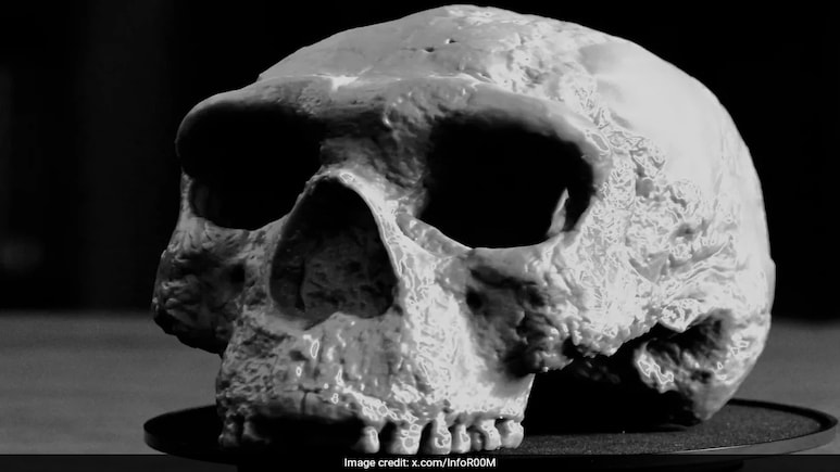 Million-Year-Old Skull Could Change Human Evolution Timeline: Study Million-Year-Old Skull Could Change Human Evolution Timeline: Study
