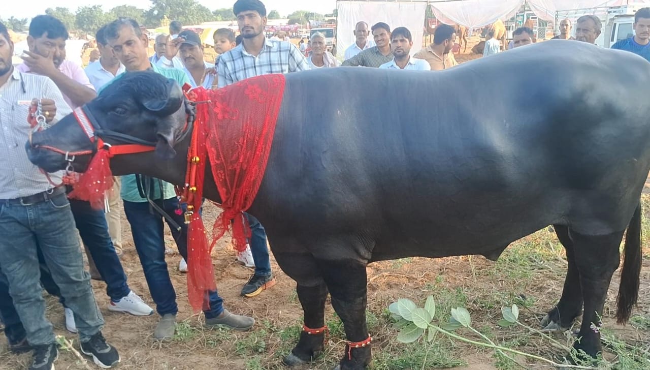 राजस्थान के पशु मेले में छाया 11 क्विंटल का 'सिंघम भैंसा', एक बार सीमन ड्रॉप का चार्ज 2400 रुपए