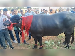 राजस्थान के पशु मेले में छाया 11 क्विंटल का 'सिंघम भैंसा', एक बार सीमन ड्रॉप का चार्ज 2400 रुपए राजस्थान के पशु मेले में छाया 11 क्विंटल का 'सिंघम भैंसा', एक बार सीमन ड्रॉप का चार्ज 2400 रुपए