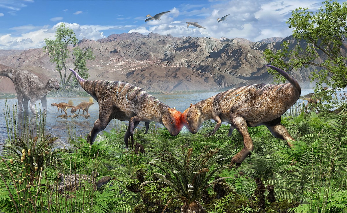 Artist impression shows two individuals of the newly identified Cretaceous Period dinosaur species Zavacephale rinpoche butting heads. Artist impression shows two individuals of the newly identified Cretaceous Period dinosaur species Zavacephale rinpoche butting heads.