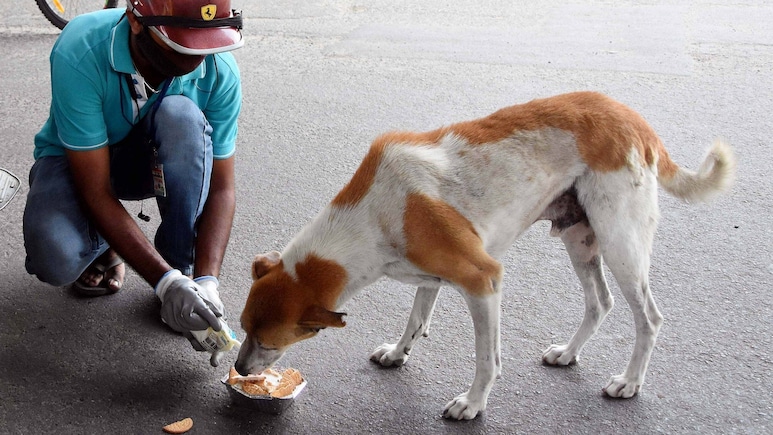 कुत्तों के कथित रूप से मारे जाने के बाद देशभर में शांति मार्च; लोगों ने न्यायालय से स्पष्टीकरण मांगा