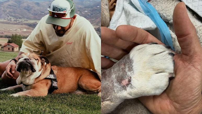 Who Was Roscoe? F1 Driver Lewis Hamilton's Beloved Bulldog Who Passed Away At 12
