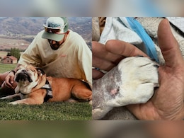 Who Was Roscoe? F1 Driver Lewis Hamilton's Beloved Bulldog Who Passed Away At 12 Who Was Roscoe? F1 Driver Lewis Hamilton's Beloved Bulldog Who Passed Away At 12