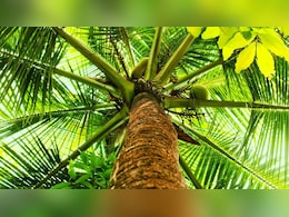 जूठन से नहीं उगते हैं ये दो फल, इसीलिए पूजा में होता है इनका इस्तेमाल जूठन से नहीं उगते हैं ये दो फल, इसीलिए पूजा में होता है इनका इस्तेमाल