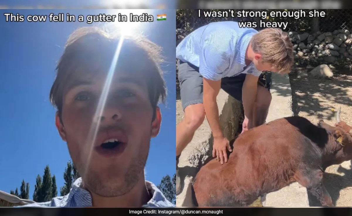 Australian Tourist Rescues Cow in India, Goes Viral