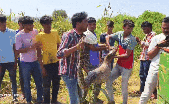 Video: शिकार कर खेत में आराम फरमा रहा था 20 फीट का अजगर, देखकर किसानों की थमी सांसें